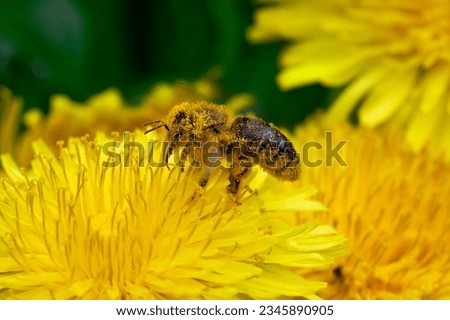 Bee covered with yellow pollen in side view on a dandelion flower in spring in Germany                   