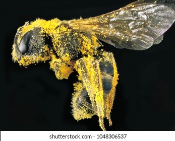 Bee Covering With Pollen