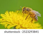 Bee covering with pollen sitting on a dandelion closeup 