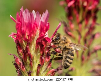 Bee in crimson Clover (Inkarnatklee)
