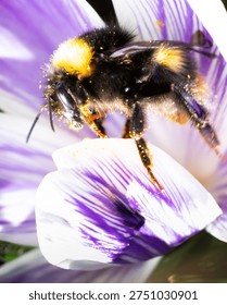 Bee
crocus
flower
insect
spring