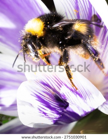 Bee
crocus
flower
insect
spring