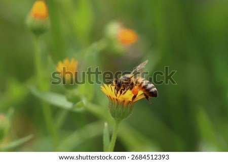 
A bee dancing on bloom