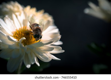 Bee at dark
