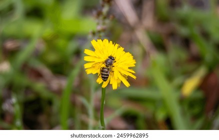 A bee delicately gathers nectar from a vibrant yellow wildflower, its fuzzy body and translucent wings glistening in the sunlight. Against the backdrop of lush greenery, this moment encapsulates the   - Powered by Shutterstock