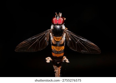 Bee disguised as a fly bug macro