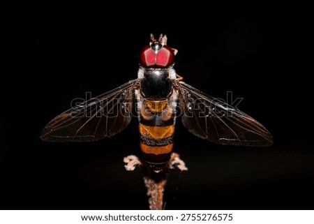 Bee disguised as a fly bug macro