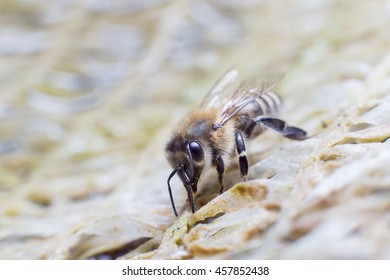 Bee is drinking