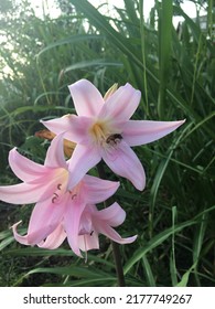 Bee Drinking Nectar In Pink Amaryllis Flower