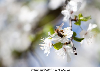 Bee drinking nectar from white wildflower