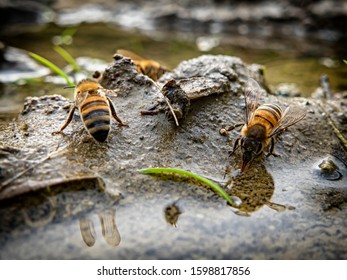 Bee drinking water in a puddle