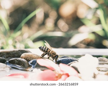 A bee drinks from a shallow pool filled with rocks and fallen flower petals. Spring light creates soft bokeh in the background, suggesting a peaceful moment