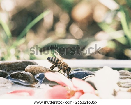 A bee drinks from a shallow pool filled with rocks and fallen flower petals. Spring light creates soft bokeh in the background, suggesting a peaceful moment