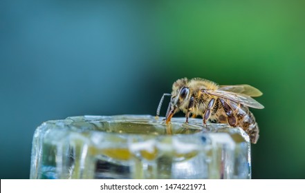 A bee drinks sugar solution at a feeding site. Concept honeybees.