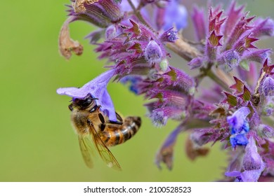 Bee During Pollination On Catnip Flower