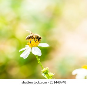 Bee Eat Pollen Of Flower