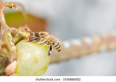 Bee eat ripe green grapes. Insects destroy berries.