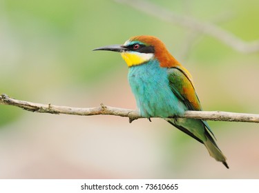 Bee Eater