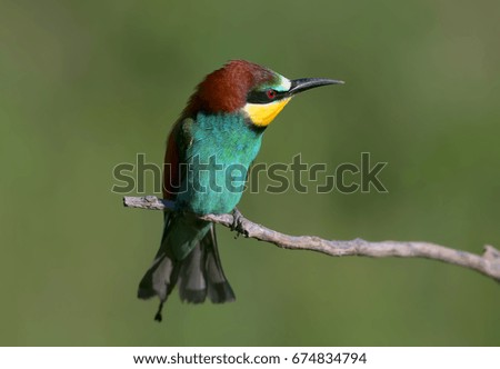 Similar – Image, Stock Photo colorful bird Freedom