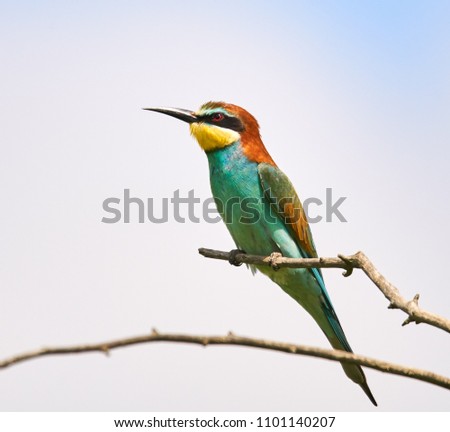 Similar – Image, Stock Photo ortrait of a colorful bird