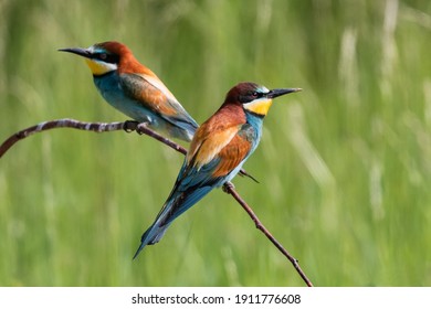 Bee - Eater, Coraciiformes, Insect Eaters,