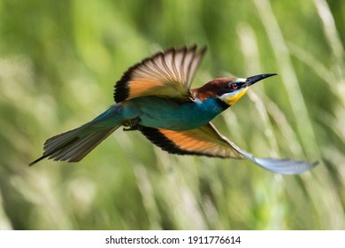 Bee - Eater, Coraciiformes, Insect Eaters,