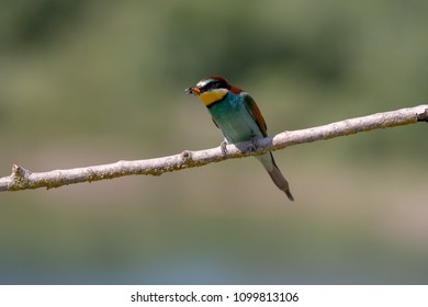 Bee eater mating season - Shutterstock ID 1099813106