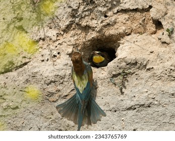 Bee eater (Merops apiaster). Beautiful colourful bird. The European bee-eater on the flyght, cute flufy bird.