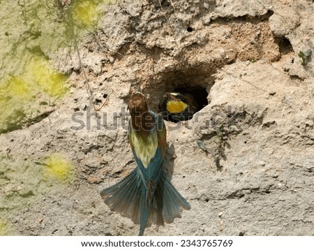 Bee eater (Merops apiaster). Beautiful colourful bird. The European bee-eater on the flyght, cute flufy bird.