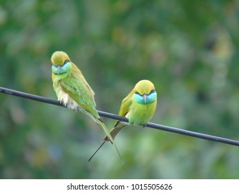 Bee eater on the wire