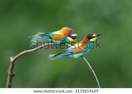 Similar – colorful bird Freedom