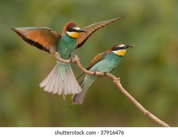 Bee eater present
