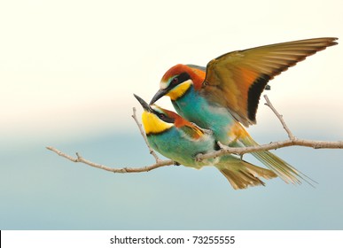 Bee Eaters Mating