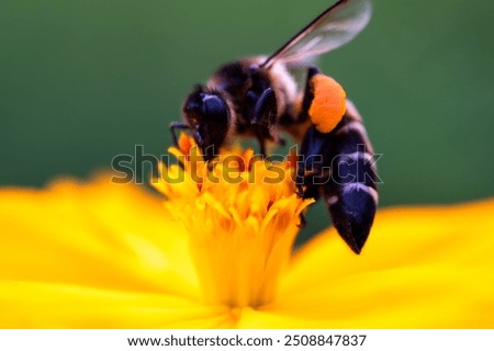 Similar – Image, Stock Photo black on yellow? bee!