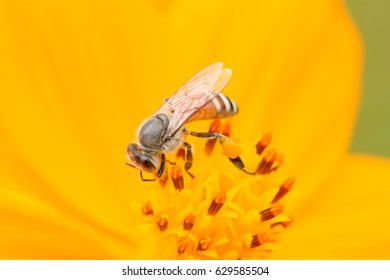 Bee eating pollen from flower on a nature background. - Shutterstock ID 629585504