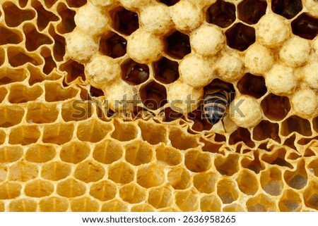 Bee Entering Empty Cell on Frame with Drone Brood.
