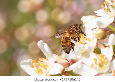 the bee, an essential pollinator for life