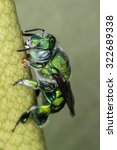 bee Euglossa sp - Green Bee close up - Agapostemon sp. macro photo