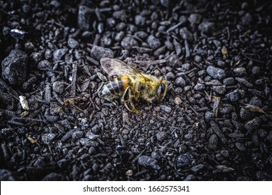 Bee in extermination. Dead bee, conceptual image about pesticides and environmental risks. bee day concept, mass extinction.