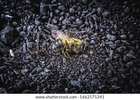 Bee in extermination. Dead bee, conceptual image about pesticides and environmental risks. bee day concept, mass extinction.