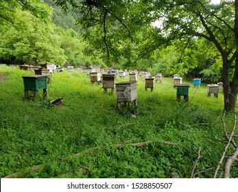 Bee Farm In Georgia 2018