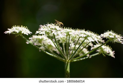 Bee Feasting On Cow Parsley, Cornwall, UK