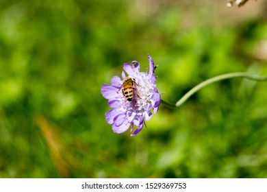 Bee feeding on nectar on violet flower on sunny day 