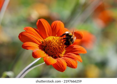 Bee Feeding On Orange Aster Flower, Isolated Against Blurred Background. Macro Closeup Insect Pollination. Dublin, Ireland