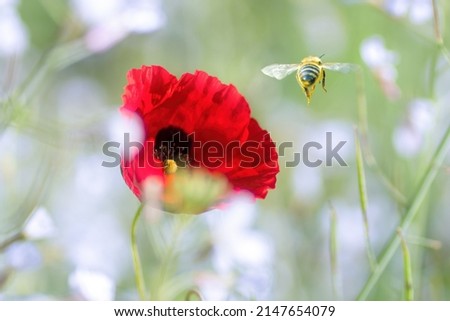 Bee flies away from a red poppy flower in nature close-up, macro. Small depth of field, blurry image.