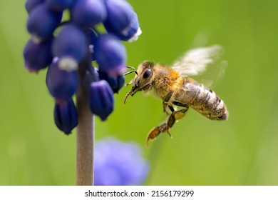 A bee flies from flower to flower and collects nectar.