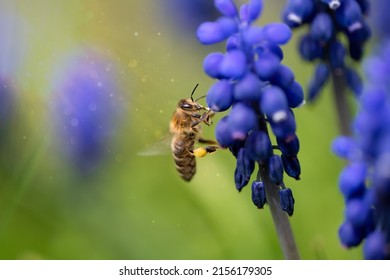 A bee flies from flower to flower and collects nectar.