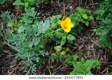 A bee flies over a flower of Eschscholzia californica in June. Eschscholzia californica, the California poppy, golden poppy, California sunlight or cup of gold, is a species of flowering plant.