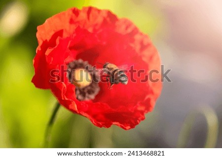 bee flies to a red poppy flower
