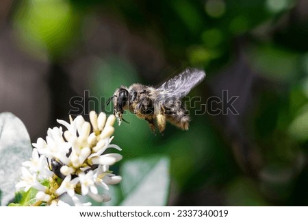 A bee flies towards a California privet. This insect played a crucial role in the pollination of nature.
